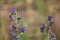 Violet-flowered inflorescence of Viperine Grass