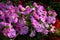 Violet flowered petunia