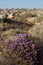 Violet-flowered Thymbra capitata, Malta,