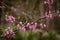 A violet flowered tree in the forest