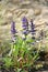 Violet flowering garden sage, Salvia nemorosa. Close-up