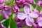 Violet flowering lilac over green background