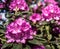 Violet-flowering rhododendron, front flowering sharp, rear area intentionally blurred