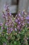 Violet flowering sage