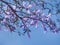 Violet Flowers against Blue Sky