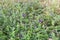 Violet flowers of alfalfa plantation in the field