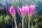 Violet flowers of autumn crocuses colchicum autumnal on the background of tracks from rain drops