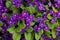 Violet flowers background.