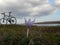 Violet flowers, bike, sky and lake