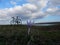 Violet flowers, bike, sky and lake