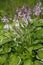 Violet flowers of blooming hosta Hosta undulata