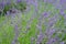 Violet flowers of blooming lavender, close-up, bright and peaceful background