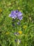 Violet flowers of Campanula cervicaria