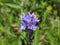 Violet flowers of Campanula cervicaria