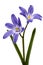 Violet flowers of Chionodoxa luciliae, Glory of the snow