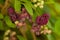 Violet flowers of a climbing Chocolate Vine also named Fiveleaf Akebia Akebia quinata