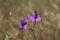 Violet flowers of Consolida Regalis, known as forking or rocket larkspur. Tbilisi, Georgia