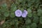 Violet flowers of Convolvulus sabatius