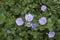 Violet flowers of Convolvulus sabatius