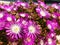 Violet flowers Delosperma cooperi
