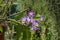 The violet flowers of dendrobium close up in the orangery of the botanical garden