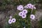 Violet flowers of Dimorphotheca pluvialis plant