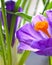 Violet flowers with drops. Purple iris flower