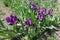 Violet flowers of dwarf irises in April