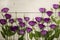 Violet flowers - eustoma, on a white wooden background