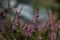 Violet flowers of a field grass heather