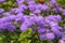 Violet flowers of flossflower