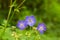 Violet flowers Geranium pratense or meadow geranium in field