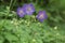 Violet flowers Geranium pratense or meadow geranium in field