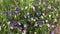 Violet flowers among the grass in the field