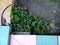 Violet flowers with green leafes on street in spring