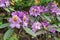 Violet flowers of hybrid rhododendron, azaleas bloom in the spring garden