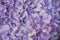 Violet flowers of hydrangea closeup. Flowral background