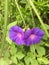 Violet flowers of the Ipomoea plant.