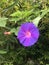 Violet flowers of the Ipomoea plant.