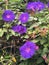 Violet flowers of the Ipomoea plant.