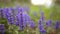 Violet flowers of Lysimachia in green grass. Flora of Montenegro