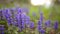 Violet flowers of Lysimachia in green grass. Flora of Montenegro