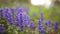 Violet flowers of Lysimachia in green grass. Flora of Montenegro