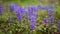 Violet flowers of Lysimachia in green grass. Flora of Montenegro