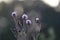 violet flowers of melancholy thistle, Cirsium heterophyllum on blurred nature background