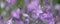 Violet flowers panorama