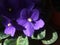 Violet flowers pansies as floral background. Botanical macrophotography for illustration of viola