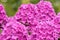 Violet flowers of phlox Phlox douglasii plant