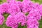 Violet flowers of phlox Phlox douglasii plant