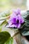 Violet flowers in a pot on a blurred window background.